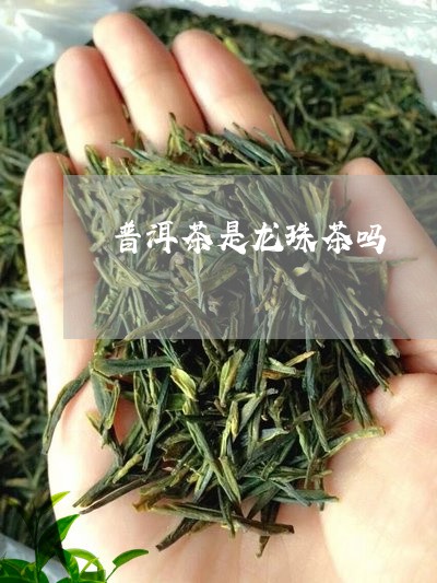 普洱茶是龙珠茶吗/2023031682957