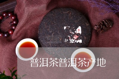 普洱茶普洱茶产地/2023041219613