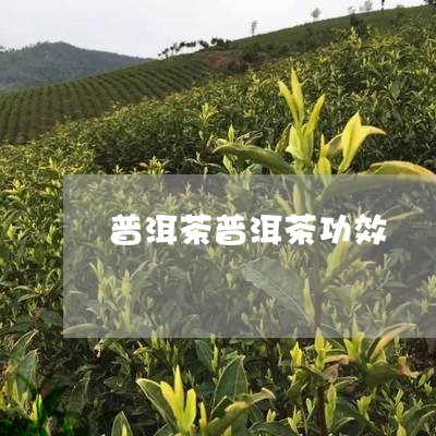 普洱茶普洱茶功效/2023041210804