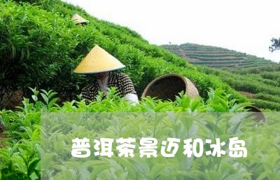 普洱茶景迈和冰岛/2023041270604