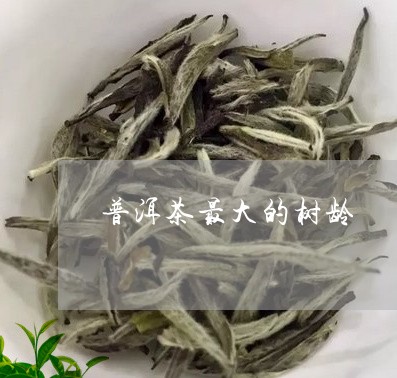 普洱茶最大的树龄/2023031638492