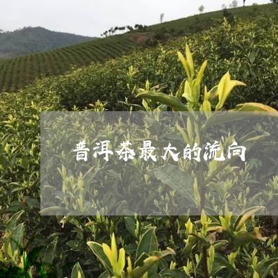 普洱茶最大的流向/2023041008259