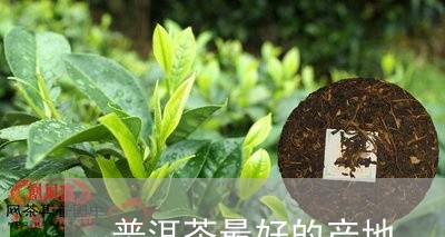 普洱茶最好的产地/2023041366371