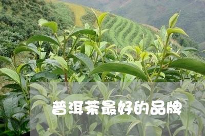 普洱茶最好的品牌/2023041377370