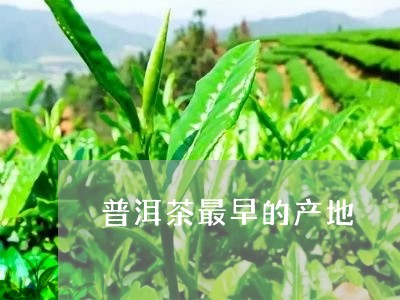 普洱茶最早的产地/2023041052723