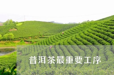 普洱茶最重要工序/2023031761606