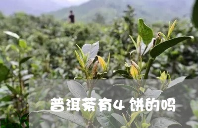 普洱茶有4饼的吗/2023040119492