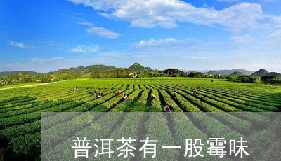 普洱茶有一股霉味/2023041440582