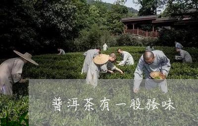 普洱茶有一股骚味/2023033024059