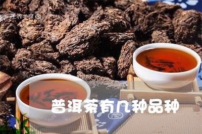 普洱茶有几种品种/2023041382614