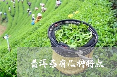 普洱茶有几种特点/2023041027037