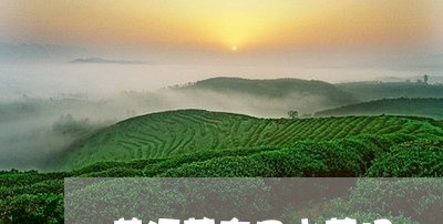 普洱茶有口水茶吗/2023041348159