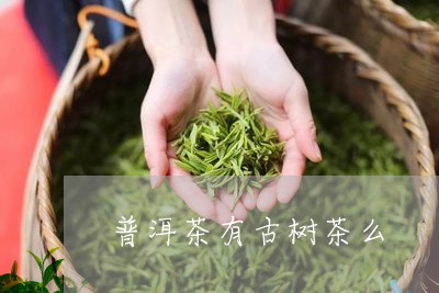 普洱茶有古树茶么/2023031863048