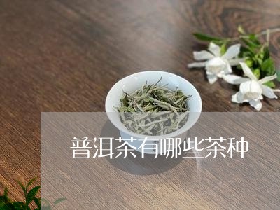 普洱茶有哪些茶种/2023041149470