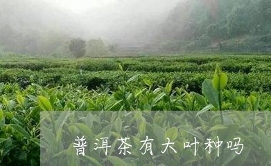 普洱茶有大叶种吗/2023033174825