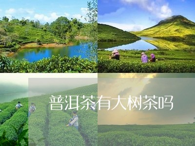 普洱茶有大树茶吗/2023031625049