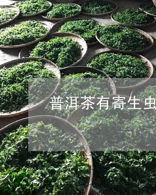 普洱茶有寄生虫吗/2023033115735