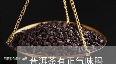 普洱茶有正气味吗/2023040162838