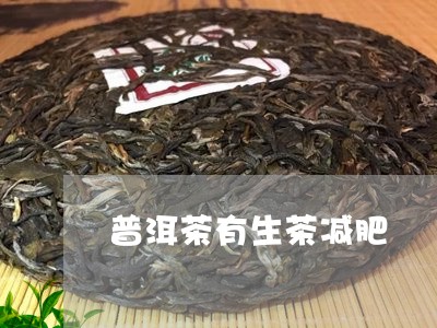 普洱茶有生茶减肥/2023041200561