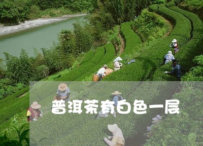 普洱茶有白色一层/2023033169261