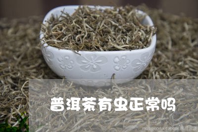 普洱茶有虫正常吗/2023031755050