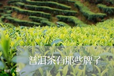 普洱茶有那些牌子/2023031797193