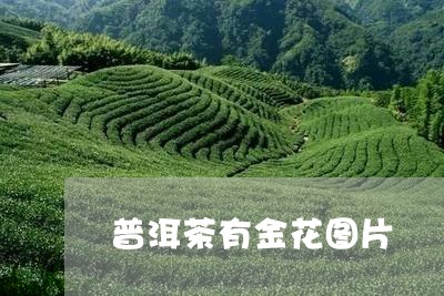 普洱茶有金花图片/2023041352935