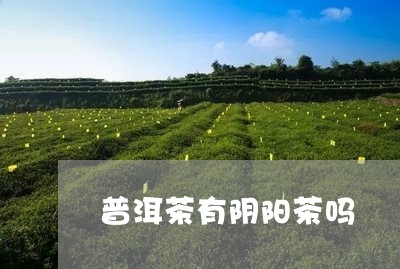 普洱茶有阴阳茶吗/2023031558262