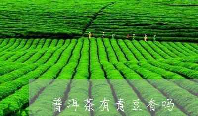 普洱茶有青豆香吗/2023031754816