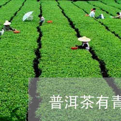 普洱茶有青豆香味/2023041341573