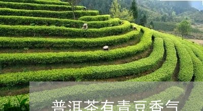 普洱茶有青豆香气/2023041396029