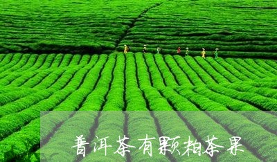 普洱茶有颗粒茶果/2023031590402