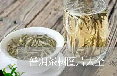 普洱茶树图片大全/2023041340684