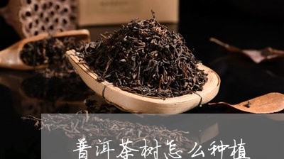 普洱茶树怎么种植/2023032990614