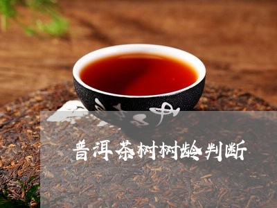 普洱茶树树龄判断/2023031886059