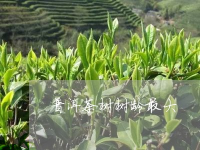 普洱茶树树龄最大/2023033075137