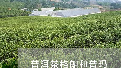 普洱茶格朗和普玛/2023033134847