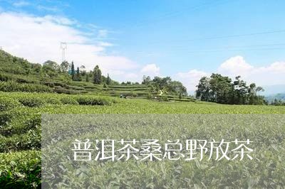 普洱茶桑总野放茶/2023041136079