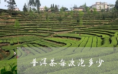 普洱茶每次泡多少/2023041252827