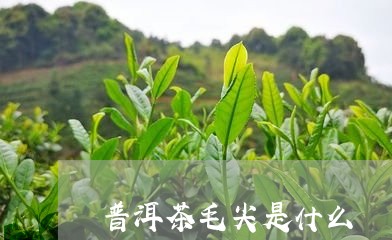 普洱茶毛尖是什么/2023041060725