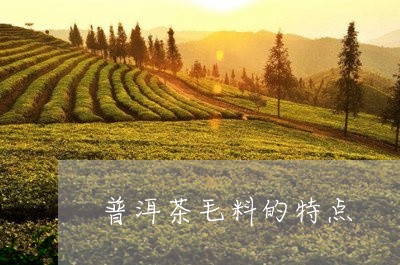 普洱茶毛料的特点/2023031658392