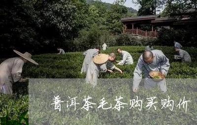 普洱茶毛茶购买购价/2023040191694