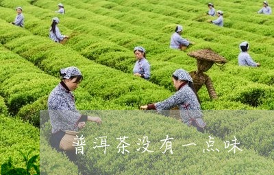 普洱茶没有一点味/2023033098413