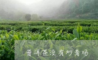 普洱茶没有炒青吗/2023040927279