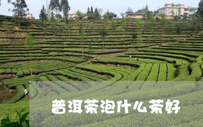 普洱茶泡什么茶好/2023041165239