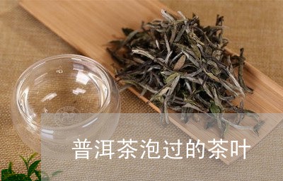 普洱茶泡过的茶叶/2023041396163