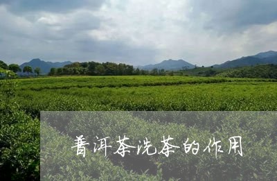 普洱茶洗茶的作用/2023041142693