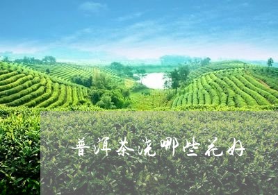 普洱茶浇哪些花好/2023031608358