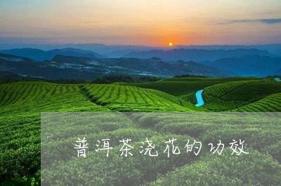 普洱茶浇花的功效/2023041025828