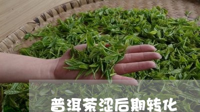 普洱茶涩后期转化/2023041238514